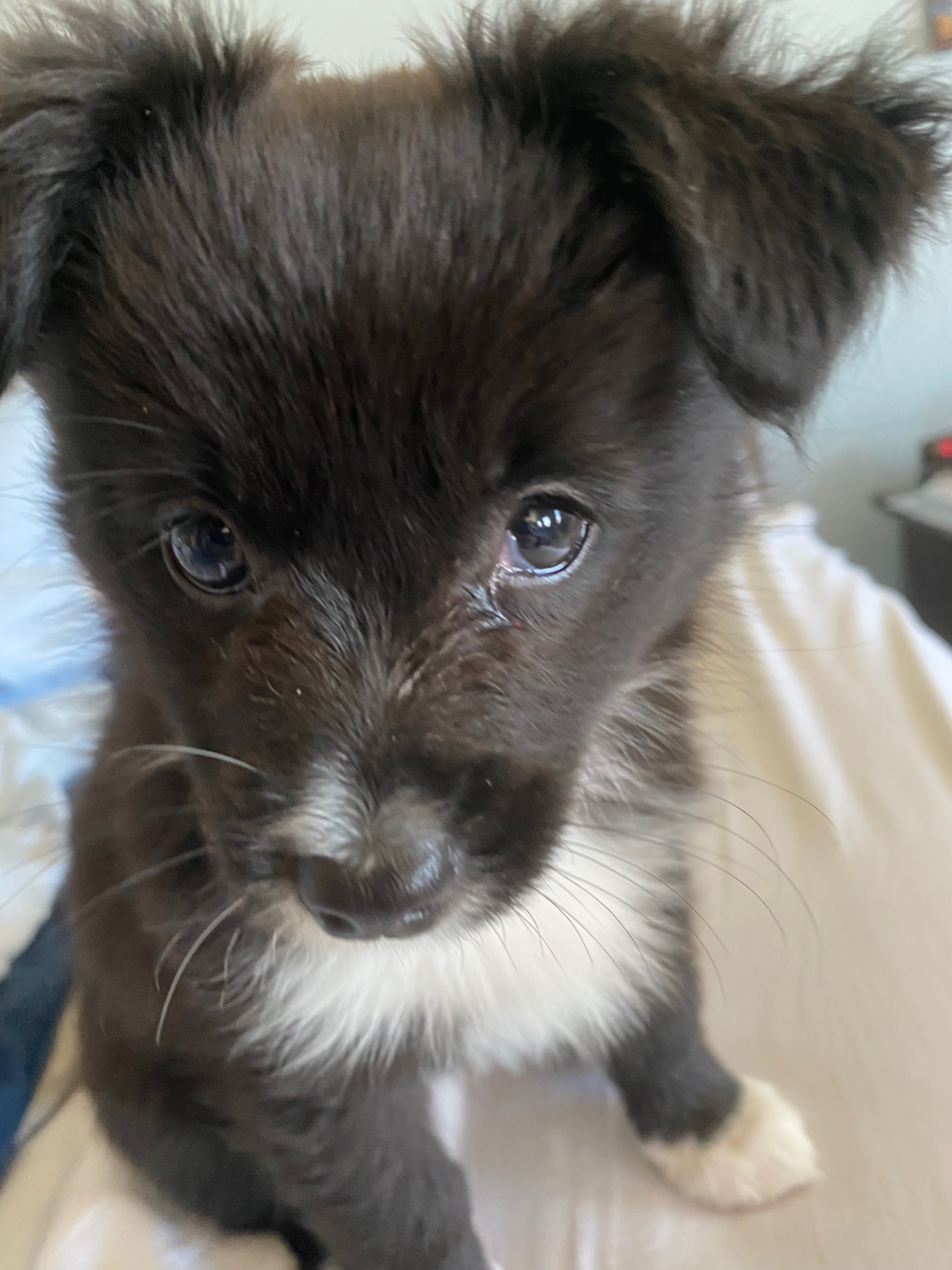 Luna original pet photo before AI pet portrait transformation